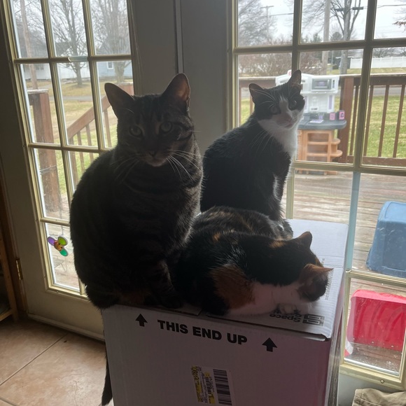 Tag your PFFs! Hosting “Everything Pets Posh Party” on 10/13/2023! - Picture 5 of 9